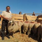 ovine turcane la agrobihor o 1