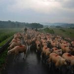 ovine unesco o