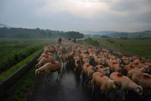 Șeful ANSVSA ACUM: Vaccinarea oilor și caprelor împotriva variolei!