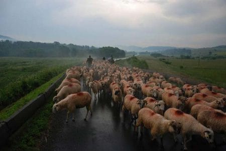 ovine unesco o