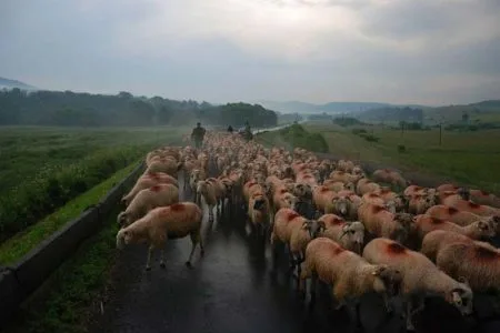 ovine unesco o