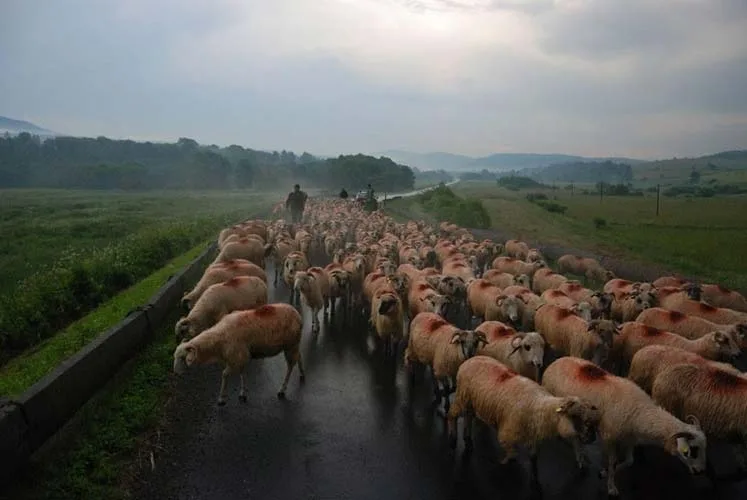 ovine unesco o