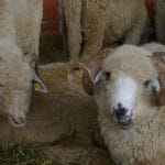 ovine11 o 1