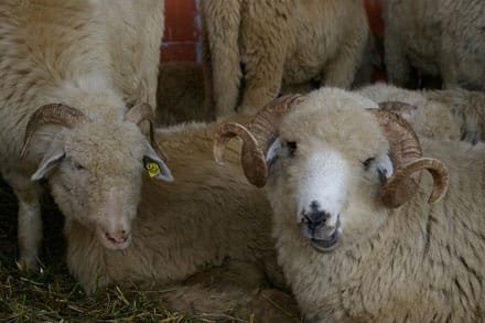 ovine11 o 1