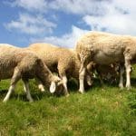 ovine o 1