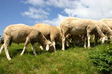 ovine o 1