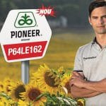 p64le162 corteva pioneer floarea soarelui o
