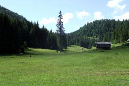 pajiste verde o
