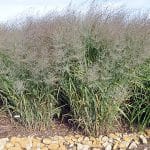 panicum virgatum o 1