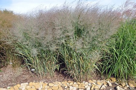 panicum virgatum o 1