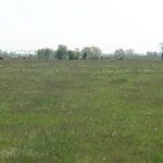 pasune verde o 1