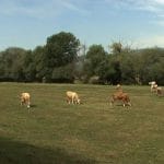 pasunea saraturi o 1