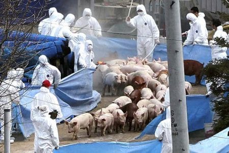 pesta porci ucisi o