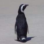 pinguin o 1