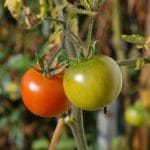 planta tomate o 1