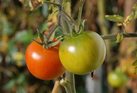 planta tomate o 1