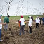 plantare copaci o 1