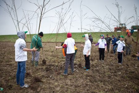 plantare copaci o 1
