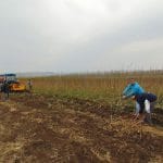 plantari de toamna o 1