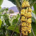 plantatie de banane o