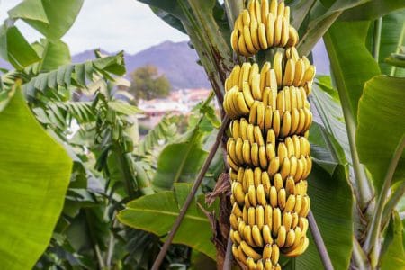 plantatie de banane o