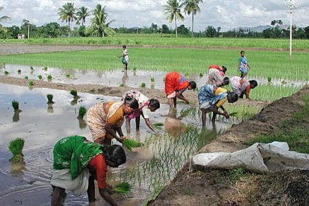 plantatie de orez in india o 1