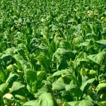 plantatie de tutun o