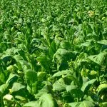 plantatie de tutun o