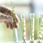 plante in laborator o