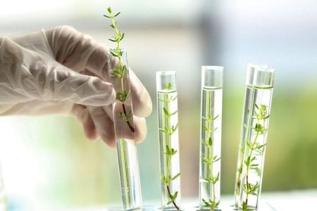 plante in laborator o