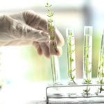 plante laborator genrtica o