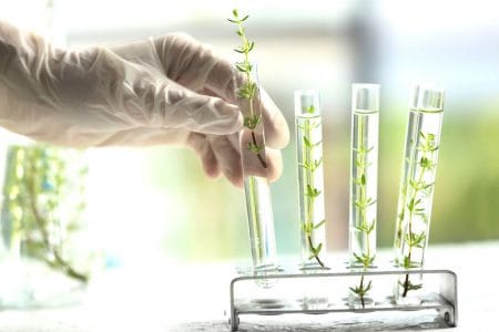 plante laborator genrtica o