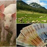 plata apia munte porci o 1