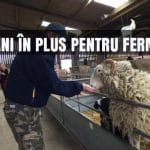 plati rase animale o