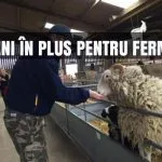 plati rase animale o