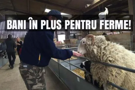 plati rase animale o