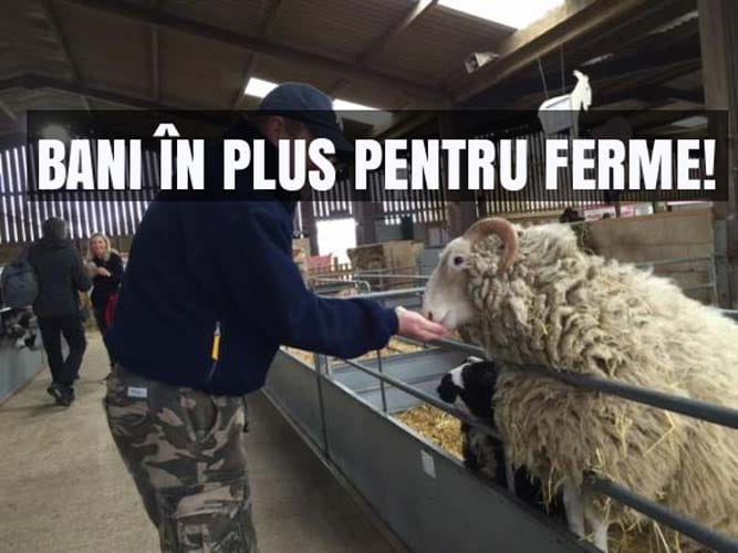 plati rase animale o