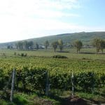 podgoria cotnari o 1