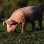 porc 053129 o 1