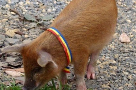porc cu tricolor o