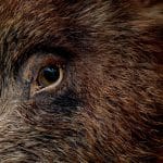 porc mistret o 1