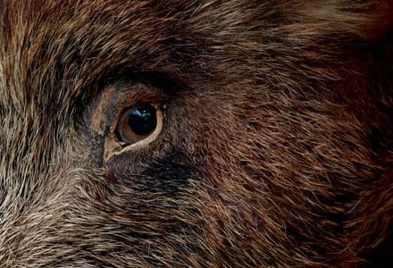 porc mistret o 1