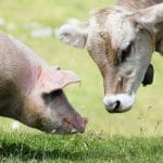 porc si vaca o