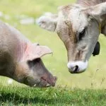 porc si vaca o