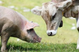 Crescătorii de oi, vaci și porci, la ANSVSA ASTĂZI!