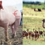 porc strut euro o