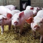 porci 01 o