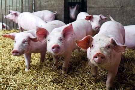 porci 01 o