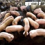 porci 1 o 1