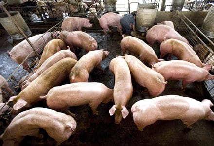porci 1 o 1